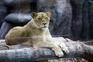 viaport aslan park 300x200 1